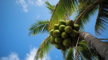 品味椰香，健康相伴——椰子食品消費提示