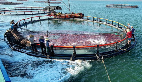 32項全省第一 畜牧漁業(yè)飼料產(chǎn)業(yè)實現(xiàn)跨越式發(fā)展