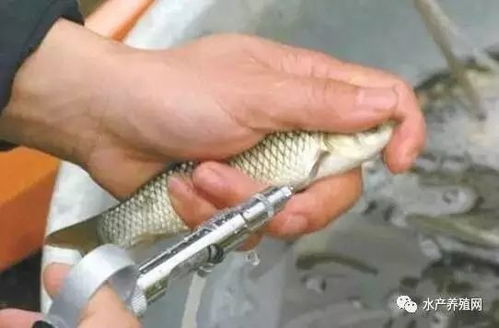 春季畜牧漁業病害高發，科學投喂飼料筑牢養殖防線